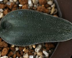 Ornithogalum sp.(NW Prov.Zeerust distrct)/オーニソガラムの一種 Ornithogalum sp.(NW Prov.Zeerust distrct)/オーニソガラムの一種