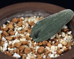 Ornithogalum sp.(NW Prov.Zeerust distrct)/オーニソガラムの一種 Ornithogalum sp.(NW Prov.Zeerust distrct)/オーニソガラムの一種