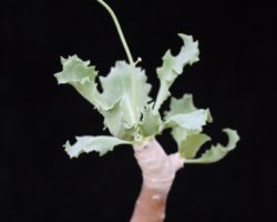 Othonna cyclophylla/オトンナ・シクロフィラ Othonna cyclophylla/オトンナ・シクロフィラ