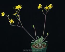 Othonna hallii/オトンナ・ハリー Othonna hallii/オトンナ・ハリー