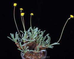 Othonna lepidocaulis/オトンナ・レピドカウリス Othonna lepidocaulis/オトンナ・レピドカウリス