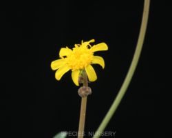 Othonna lepidocaulis/オトンナ・レピドカウリス Othonna lepidocaulis/オトンナ・レピドカウリス