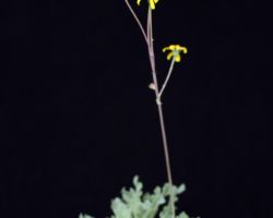 Othonna sp.(Steinkopf)/オトンナの一種 Othonna sp.(Steinkopf)/オトンナの一種