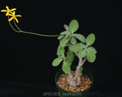 Othonna triplinervia/オトンナ・トリプリネルヴィア Othonna triplinervia/オトンナ・トリプリネルヴィア
