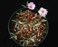 Oxalis cf.kamiesbergensis/オキザリス・カミエスベルゲンシス Oxalis cf.kamiesbergensis/オキザリス・カミエスベルゲンシス