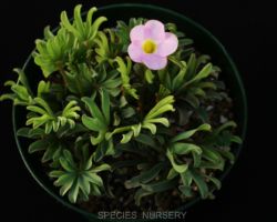 Oxalis flava Pink/オキザリス・フラバ ピンク Oxalis flava Pink/オキザリス・フラバ ピンク