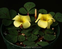 Oxalis luteola Maculata/オキザリス・マキュラータ Oxalis luteola Maculata/オキザリス・マキュラータ