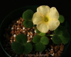 Oxalis purpurea/オキザリス・プルプレア Oxalis purpurea/オキザリス・プルプレア