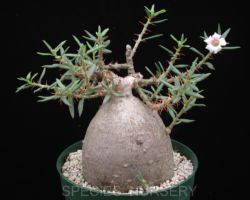 Pachypodium bispinosum/パキポディウム・ビスピノーサム Pachypodium bispinosum/パキポディウム・ビスピノーサム