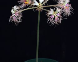 Pelargonium bowkeri/ペラルゴニウム・ボウケリ Pelargonium bowkeri/ペラルゴニウム・ボウケリ