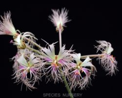 Pelargonium bowkeri/ペラルゴニウム・ボウケリ Pelargonium bowkeri/ペラルゴニウム・ボウケリ