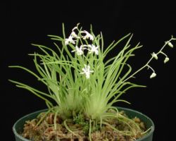 Phymatidium tillandsioides/フィマティディウム・ティランジオイデス Phymatidium tillandsioides/フィマティディウム・ティランジオイデス