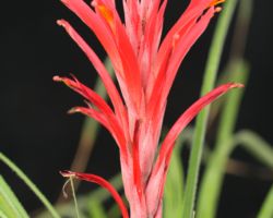 Pitcairnia micheliana (El Tuito,Jalisco,Mexico)/ピトカイルニア・マイケリアナ Pitcairnia micheliana (El Tuito,Jalisco,Mexico)/ピトカイルニア・マイケリアナ