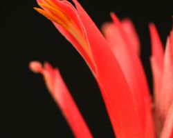 Pitcairnia micheliana (El Tuito,Jalisco,Mexico)/ピトカイルニア・マイケリアナ Pitcairnia micheliana (El Tuito,Jalisco,Mexico)/ピトカイルニア・マイケリアナ