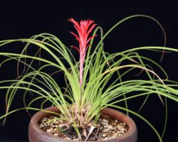 Pitcairnia micheliana (El Tuito,Jalisco,Mexico)/ピトカイルニア・マイケリアナ Pitcairnia micheliana (El Tuito,Jalisco,Mexico)/ピトカイルニア・マイケリアナ