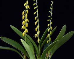 Pleurothallis quadrifida/プレウロタリス・クアドリフィダ Pleurothallis quadrifida/プレウロタリス・クアドリフィダ
