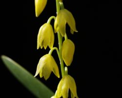 Pleurothallis quadrifida/プレウロタリス・クアドリフィダ Pleurothallis quadrifida/プレウロタリス・クアドリフィダ