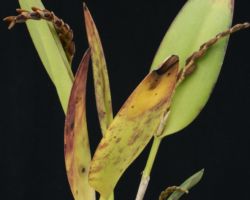 Pleurothallis saurocephala/プレウロタリス・サウロセファラ Pleurothallis saurocephala/プレウロタリス・サウロセファラ