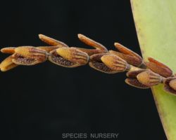 Pleurothallis saurocephala/プレウロタリス・サウロセファラ Pleurothallis saurocephala/プレウロタリス・サウロセファラ