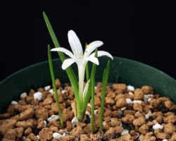 Polyxena odorata/ポリクセナ・オドラタ Polyxena odorata/ポリクセナ・オドラタ