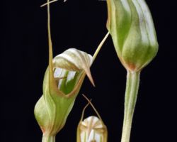 Pterostyllis ophioglossa/プテロスティリス・オフィオグロッサ Pterostyllis ophioglossa/プテロスティリス・オフィオグロッサ