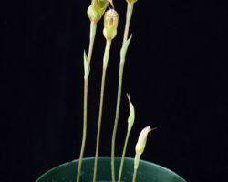 Pterostyllis ophioglossa/プテロスティリス・オフィオグロッサ Pterostyllis ophioglossa/プテロスティリス・オフィオグロッサ