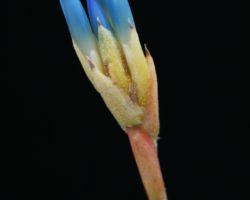 Quesnelia seideliana/クェスネリア・セイデリアナ Quesnelia seideliana/クェスネリア・セイデリアナ