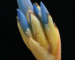 Quesnelia seideliana/クェスネリア・セイデリアナ Quesnelia seideliana/クェスネリア・セイデリアナ