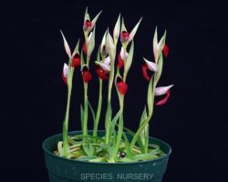 Serapias lingua Olivia/セラピアス・リングア・オリビア Serapias lingua Olivia/セラピアス・リングア・オリビア