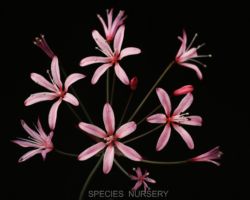 Strumaria salteri/ストルマリア・サルテリ Strumaria salteri/ストルマリア・サルテリ