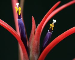 Tillandsia aff.capitata (Veracruz Mexico)/カピタータ類似種 Tillandsia aff.capitata (Veracruz Mexico)/カピタータ類似種