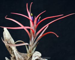 Tillandsia aff.capitata (Veracruz Mexico)/カピタータ類似種 Tillandsia aff.capitata (Veracruz Mexico)/カピタータ類似種