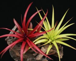 Tillandsia brachycaulos Selecta/ティランジア・ブラキカウロス・セレクタ Tillandsia brachycaulos Selecta/ティランジア・ブラキカウロス・セレクタ