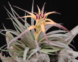 Tillandsia capitata `Yellow'/ティランジア・カピタータ・イエロー Tillandsia capitata `Yellow'/ティランジア・カピタータ・イエロー