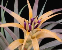 Tillandsia capitata `Yellow'/ティランジア・カピタータ・イエロー Tillandsia capitata `Yellow'/ティランジア・カピタータ・イエロー