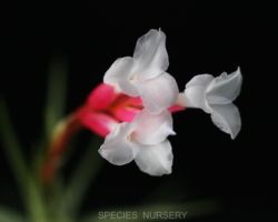 Tillandsia cocoensis/ティランジア ココエンシス Tillandsia cocoensis/ティランジア ココエンシス