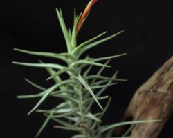 Tillandsia cocoensis/ティランジア ココエンシス Tillandsia cocoensis/ティランジア ココエンシス
