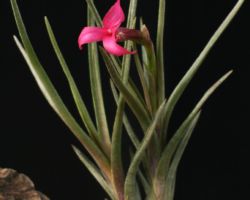 Tillandsia dorotheae/ティランジア・ドロセアエ Tillandsia dorotheae/ティランジア・ドロセアエ