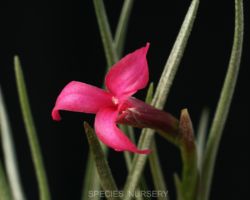 Tillandsia dorotheae/ティランジア・ドロセアエ Tillandsia dorotheae/ティランジア・ドロセアエ