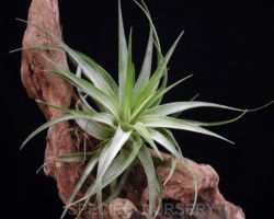 Tillandsia geminiflora Variegata/ティランジア・ゲミニフローラ・斑入り Tillandsia geminiflora Variegata/ティランジア・ゲミニフローラ・斑入り