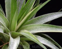 Tillandsia geminiflora Variegata/ティランジア・ゲミニフローラ・斑入り Tillandsia geminiflora Variegata/ティランジア・ゲミニフローラ・斑入り