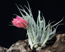 Tillandsia heubergeri/ティランジア ヘウベルゲリ Tillandsia heubergeri/ティランジア ヘウベルゲリ
