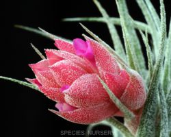 Tillandsia heubergeri/ティランジア ヘウベルゲリ Tillandsia heubergeri/ティランジア ヘウベルゲリ