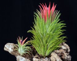 Tillandsia ionantha `Gigante'/ティランジア イオナンタ ギガンテ Tillandsia ionantha `Gigante'/ティランジア イオナンタ ギガンテ