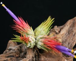 Tillandsia ionantha var.stricta f.fastigiata/ティランジア・イオナンタ・ストリクタ・ファスティギアタ Tillandsia ionantha var.stricta f.fastigiata/ティランジア・イオナンタ・ストリクタ・ファスティギアタ