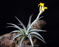 Tillandsia ixioides `Fragrant Dwarf'/ティランジア・イキシオイデス・フラグラント ドワーフ Tillandsia ixioides `Fragrant Dwarf'/ティランジア・イキシオイデス・フラグラント ドワーフ