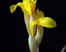 Tillandsia ixioides `Fragrant Dwarf'/ティランジア・イキシオイデス・フラグラント ドワーフ Tillandsia ixioides `Fragrant Dwarf'/ティランジア・イキシオイデス・フラグラント ドワーフ