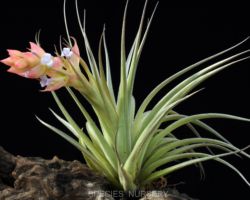 Tillandsia leonamiana/ティランジア レオナミアナ Tillandsia leonamiana/ティランジア レオナミアナ