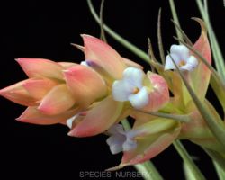Tillandsia leonamiana/ティランジア レオナミアナ Tillandsia leonamiana/ティランジア レオナミアナ