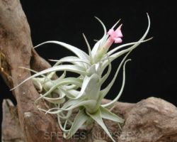Tillandsia macbrideana/ティランジア・マックブリデアナ Tillandsia macbrideana/ティランジア・マックブリデアナ
